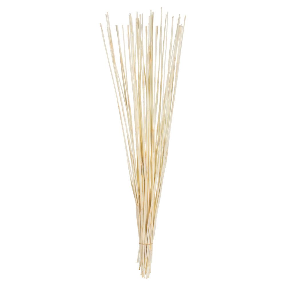 Dried Flowers & Plants