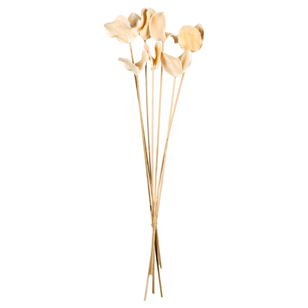 Dried Flowers & Plants