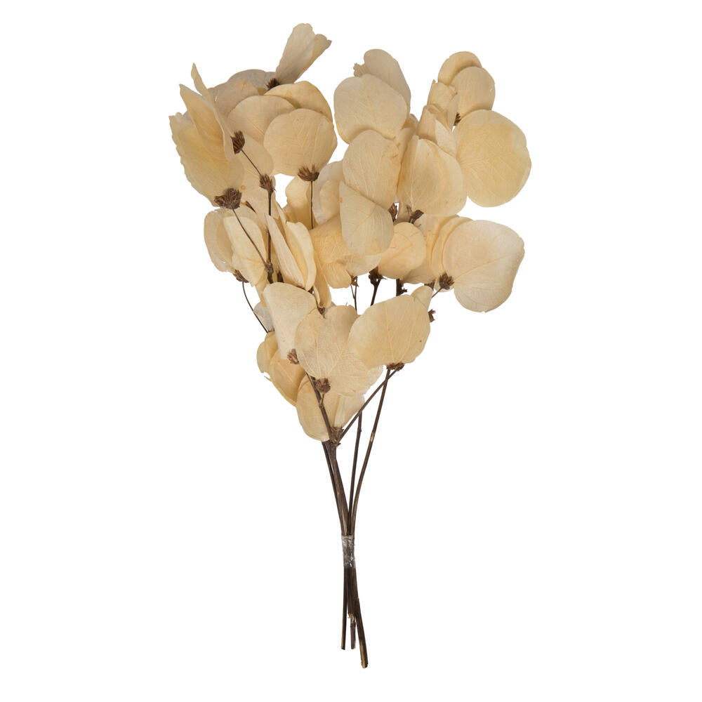 Dried Flowers & Plants