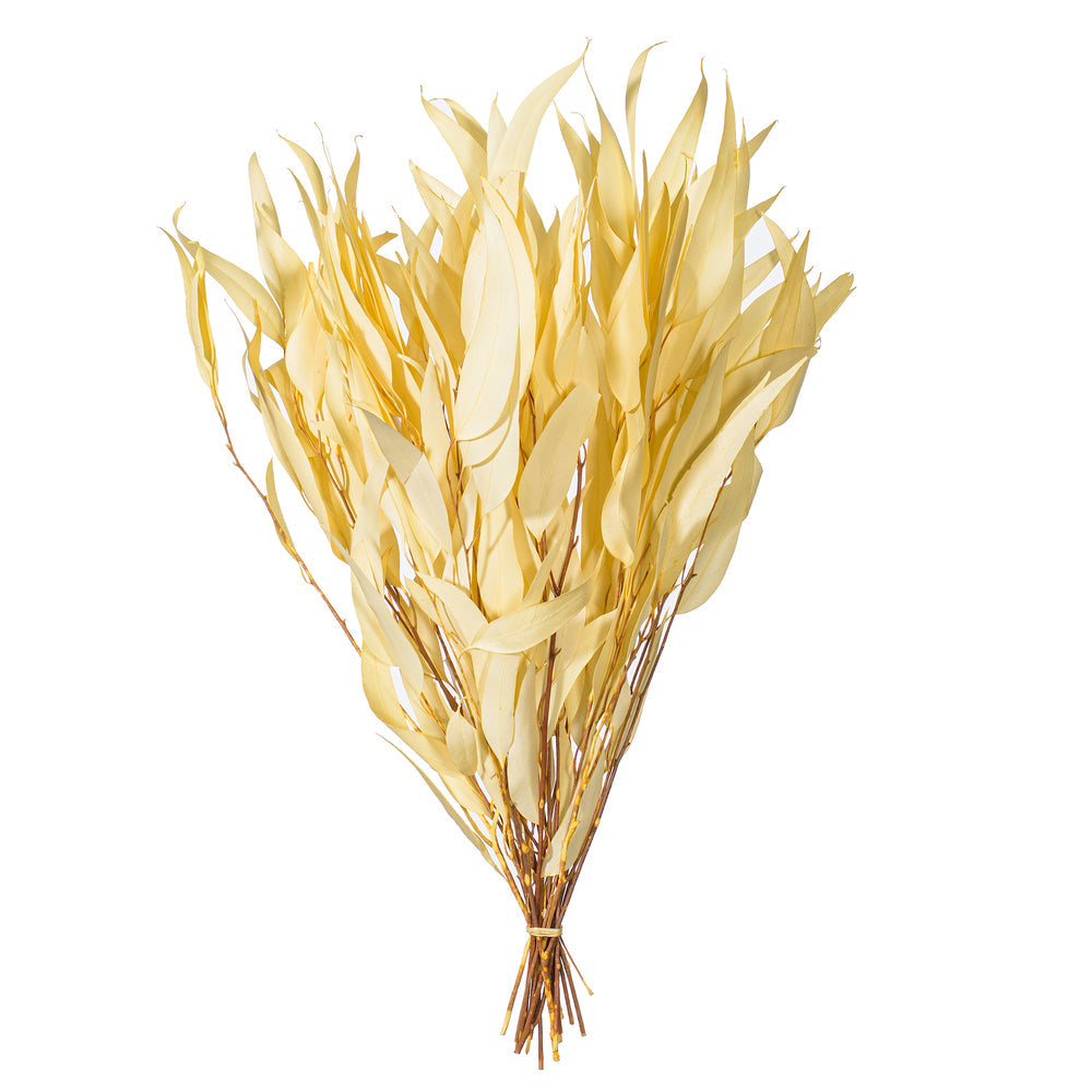 Dried Flowers & Plants