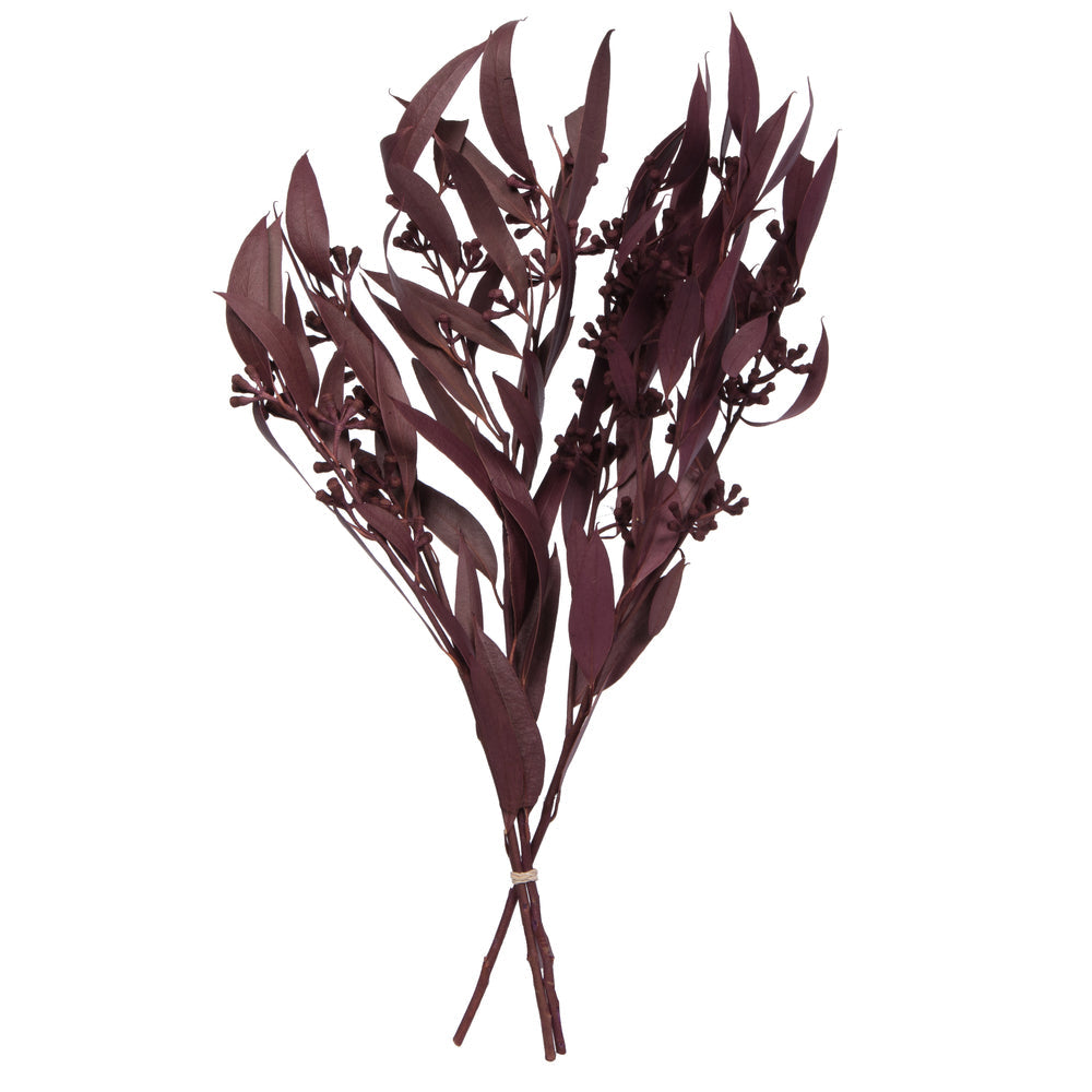 Dried Flowers & Plants