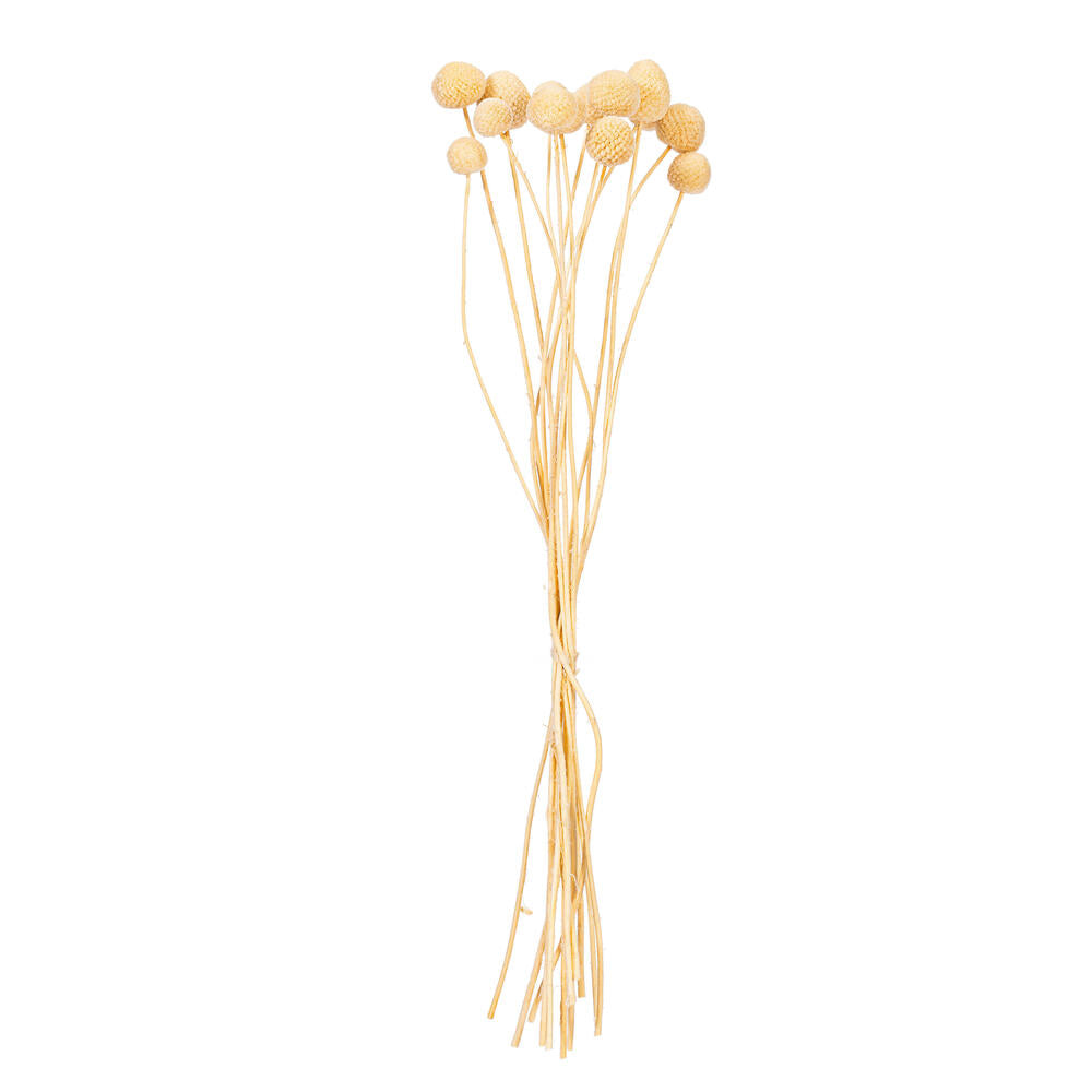 Dried Flowers & Plants