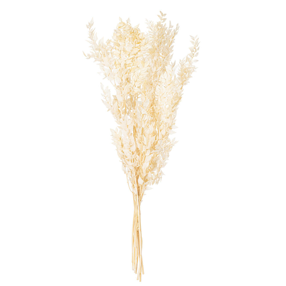 Dried Flowers & Plants