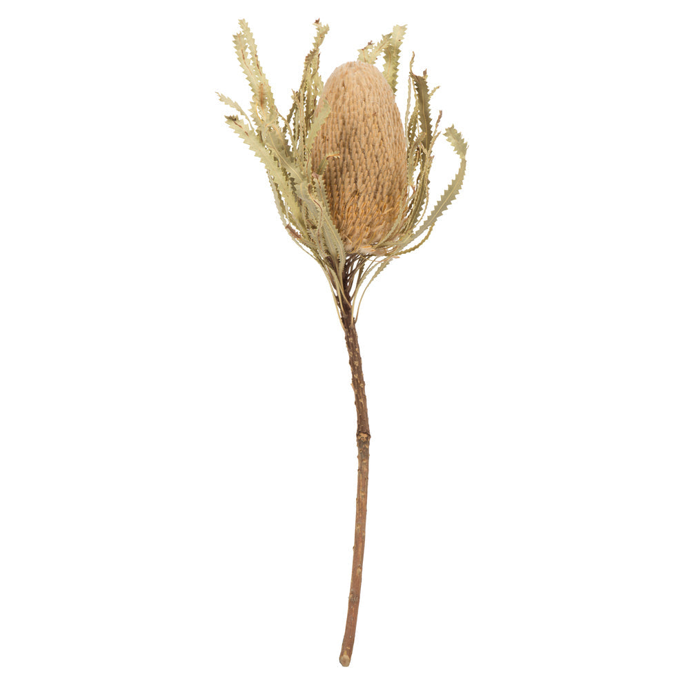 Dried Flowers & Plants